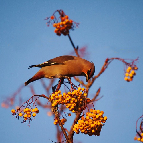 Waxwing.jpg Waxwing.jpg